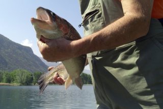 Si les valeurs réglementaires pour les PFAS ne sont pas dépassées dans les perches et les corégones pêchés dans les lacs romands, des dépassements ont en revanche été observés pour la truite et le brochet (photo d'illustration). KEYSTONE/OLIVIER MAIRE